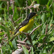 Lesser Goldfinch