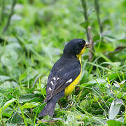 Lesser Goldfinch