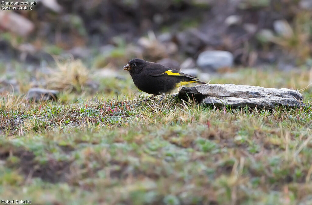 Black Siskin