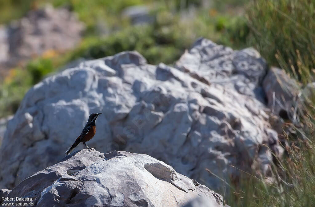 Cape Rockjumper male adult, habitat