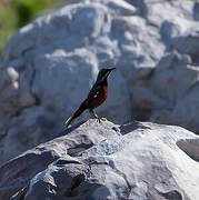 Cape Rockjumper