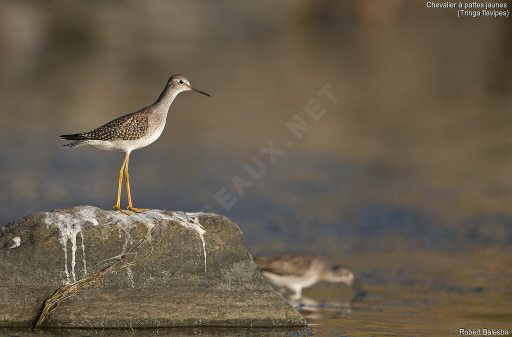 Lesser Yellowlegs