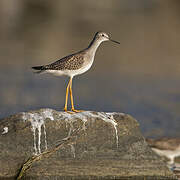 Lesser Yellowlegs