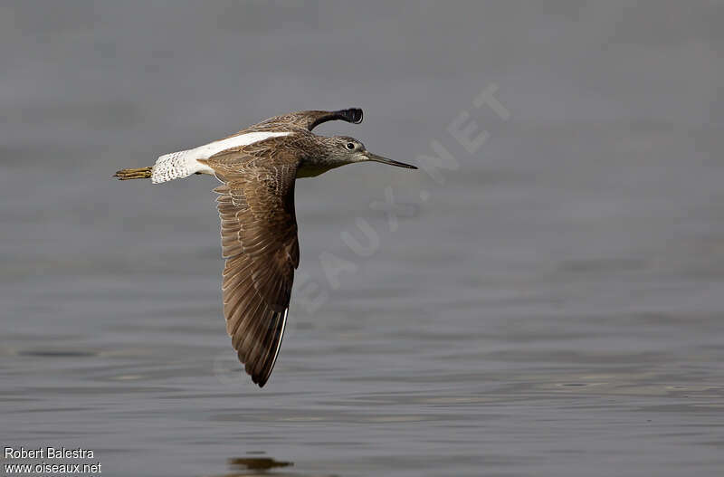 Common Greenshankadult, Flight