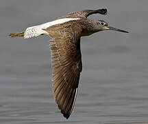 Common Greenshank