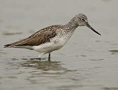 Common Greenshank