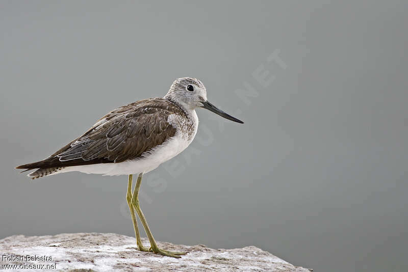 Common Greenshank