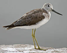 Common Greenshank