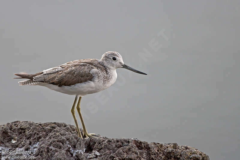 Chevalier aboyeuradulte, identification