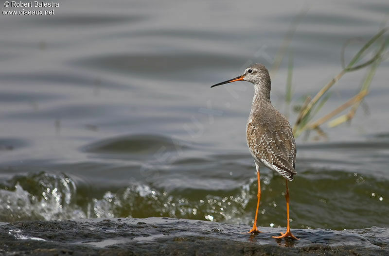 Spotted Redshank