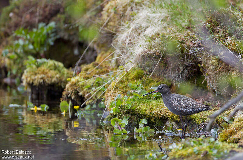 Spotted Redshankadult breeding, habitat