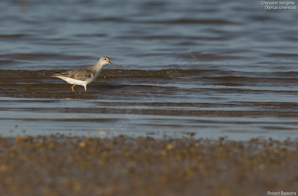 Terek Sandpiper