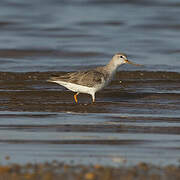 Terek Sandpiper