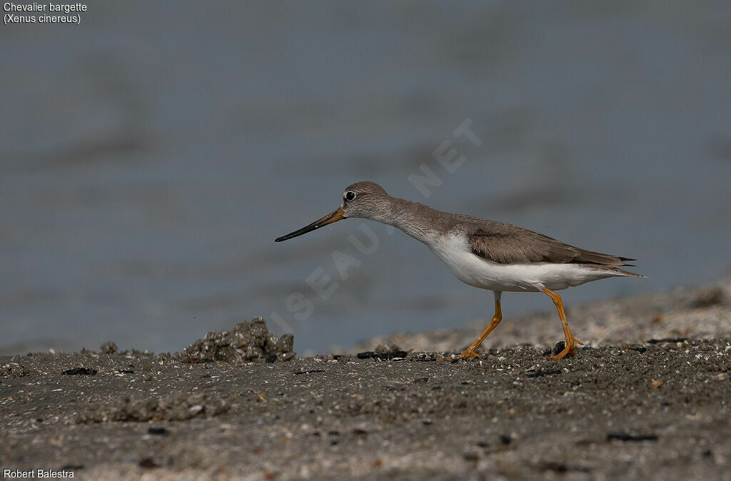 Terek Sandpiper