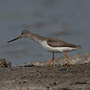 Terek Sandpiper