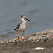 Terek Sandpiper