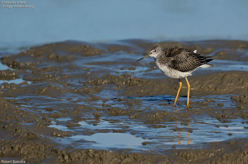 Greater Yellowlegs