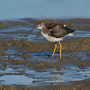 Greater Yellowlegs