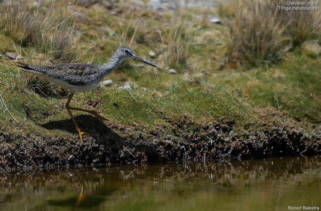 Greater Yellowlegs