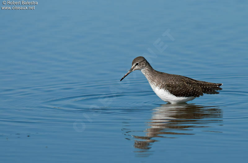 Green Sandpiper