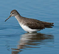 Green Sandpiper