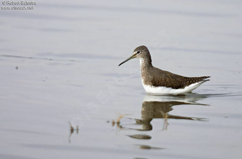 Green Sandpiper