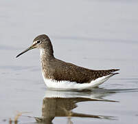 Green Sandpiper