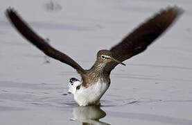 Green Sandpiper