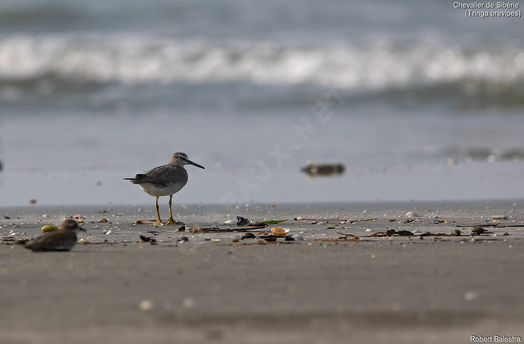 Grey-tailed Tattler