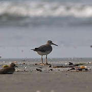 Grey-tailed Tattler