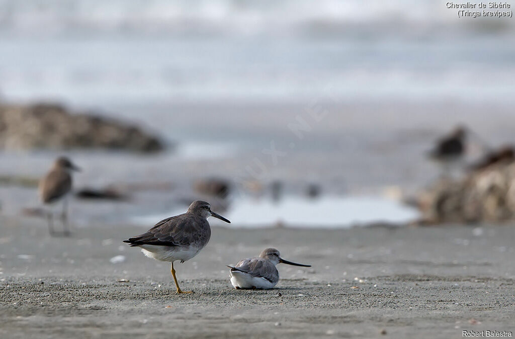 Grey-tailed Tattler, habitat