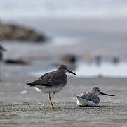 Grey-tailed Tattler