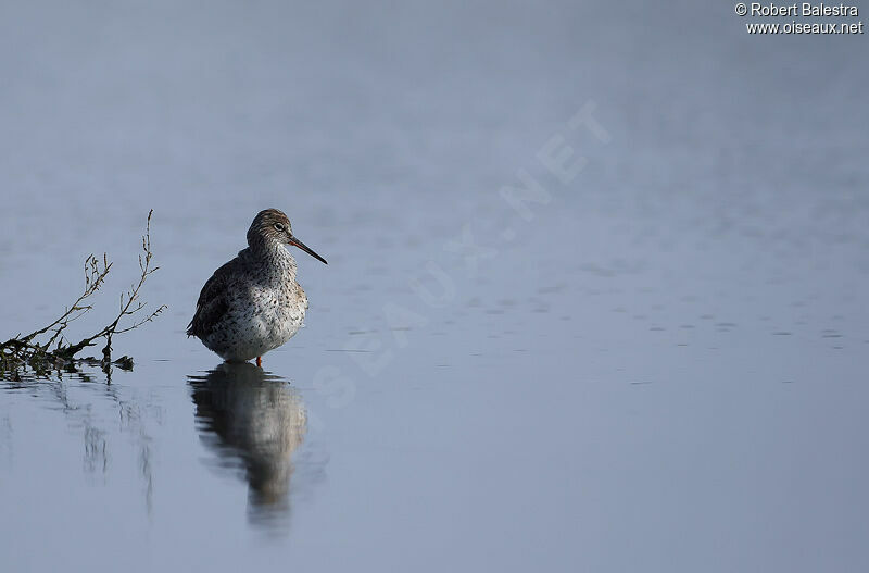 Common Redshank