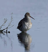 Common Redshank