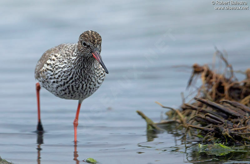 Common Redshank