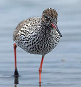 Common Redshank