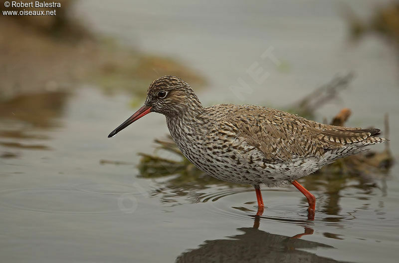 Common Redshank