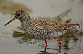 Common Redshank