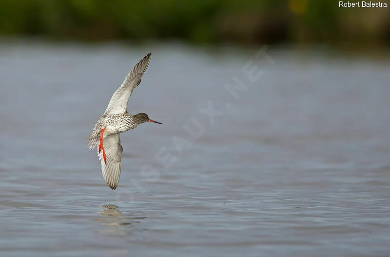 Common Redshank