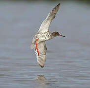 Common Redshank