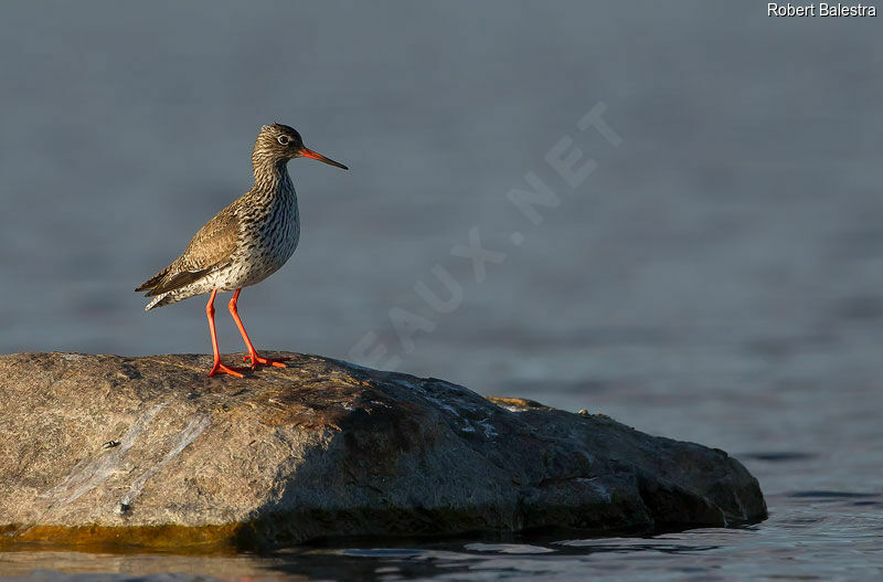 Common Redshank