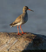 Common Redshank