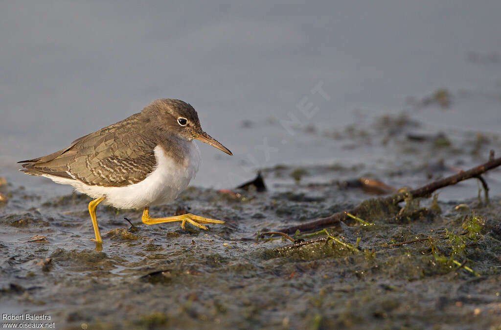 Spotted Sandpiperadult post breeding, walking