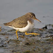 Spotted Sandpiper