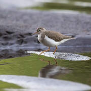 Spotted Sandpiper