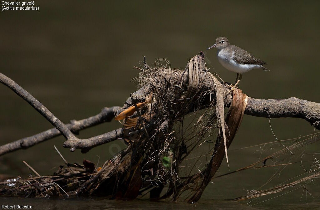 Spotted Sandpiper