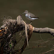 Spotted Sandpiper