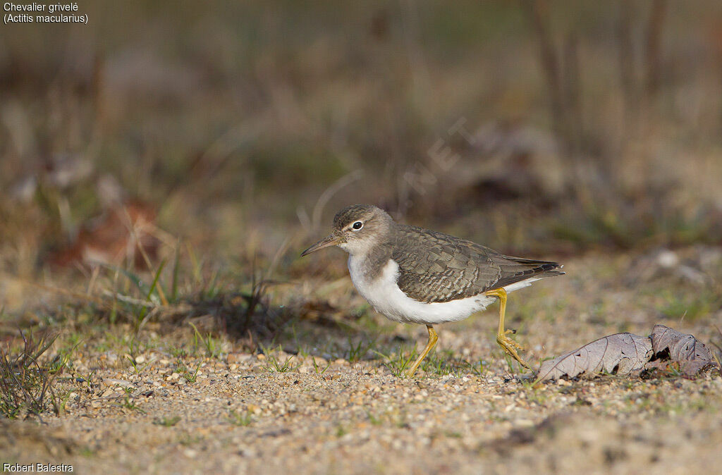 Spotted Sandpiper