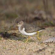 Spotted Sandpiper