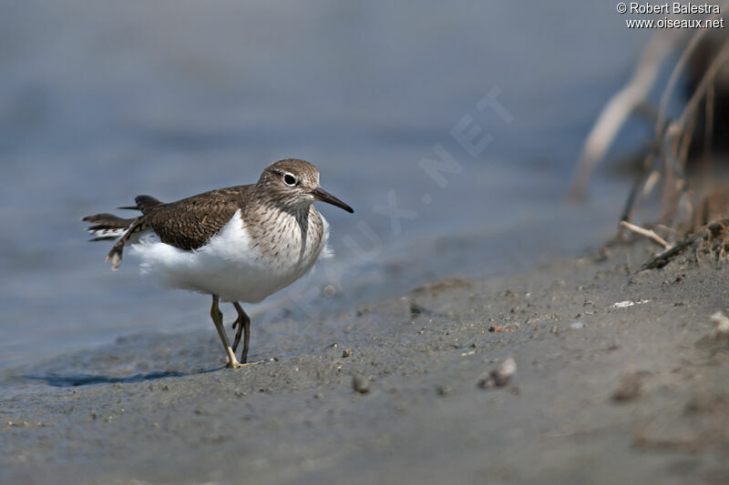 Common Sandpiper